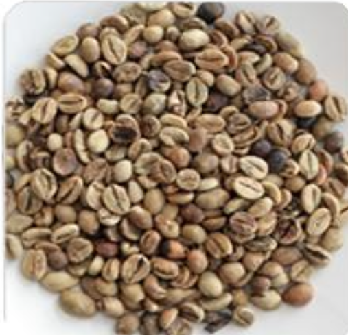Robusta Grade 3 EK Spec ELB